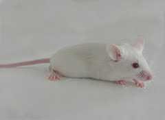 动物实验服务：SCID小鼠介绍
