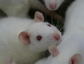 动物实验服务：大鼠简介