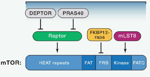 mTORC1由mTOR、Raptor和mLST8以及非核心组件PRAS40和Deptor组成