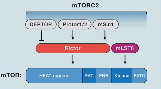 mTORC2的组成蛋白主要有Rictor、mSin1、mSLT8和Protor等