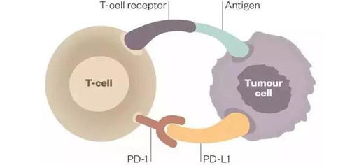 PD-L1受体配体与T细胞表面PD-1受体结合