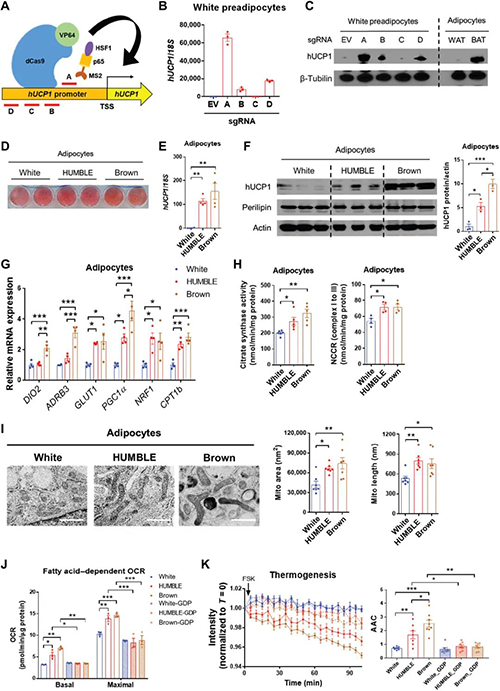 CRISPR-SAM对UCP1的内源性激活触发了人类白色脂肪细胞中的褐色样表型