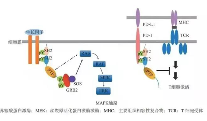晚期恶性肿瘤患者的福音，SHP2变构抑制剂RG001片获批临床.png