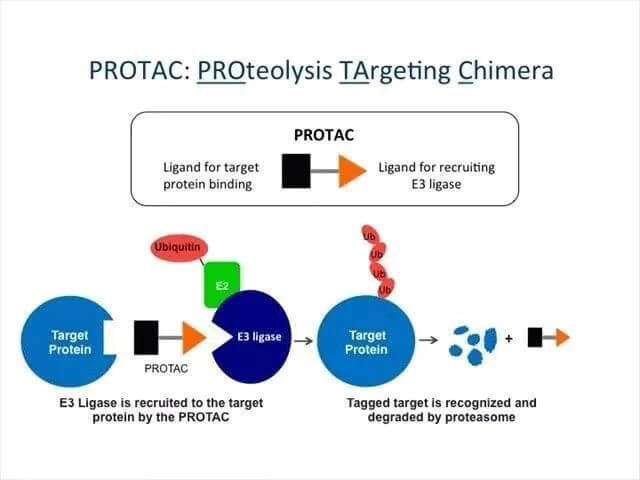 蛋白质降解靶向嵌合体-PROTAC.jpg