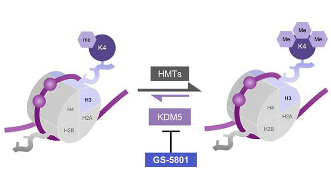 GS-5801是一种有效的KDM5抑制剂，具有抗HBV活性，GS-5801通过美迪西合成