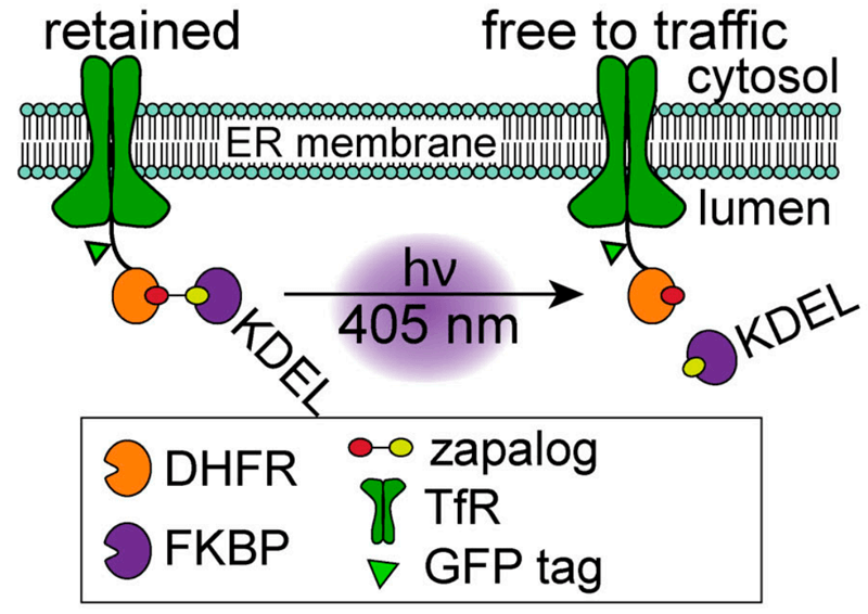zapERtrap：光调节的内质网释放系统揭示了意想不到的神经元运输途径，Zapalog的合成通过美迪西进行
