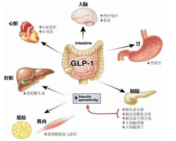 时代变了！GLP-1让打针吃药也能减肥成为现实
