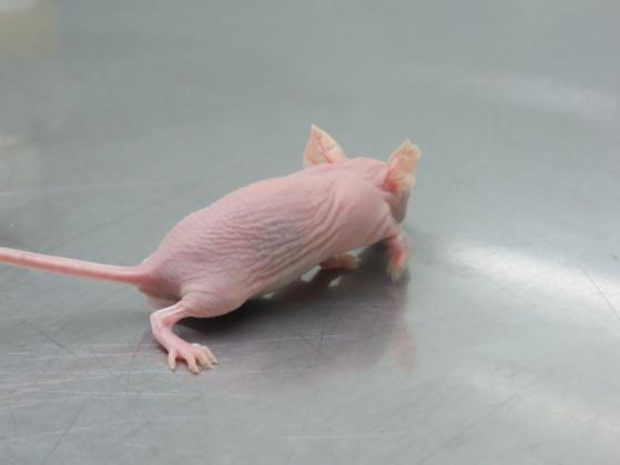 癌症动物肿瘤模型之介绍-裸鼠
