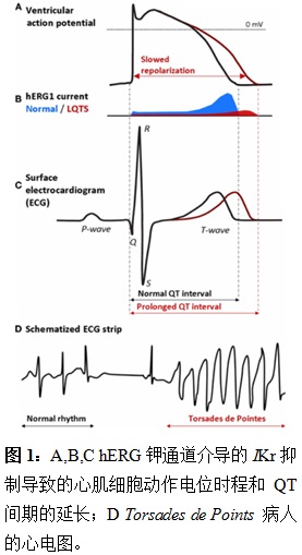 A,B,C hERG钾通道介导的IKr抑制导致的心肌细胞动作电位时程和QT间期的延长
