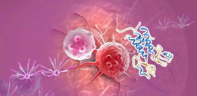 【盘点】高选择性mTOR抑制剂的研究进程_美迪西生物医药