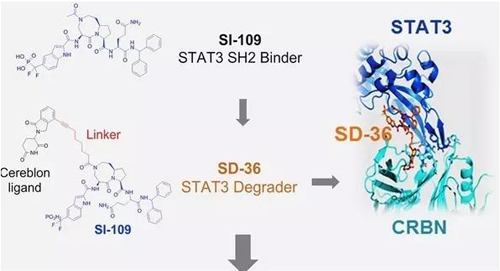 结构优化得到的SH2结合分子SI-109与CRBN结合，得到SD-36