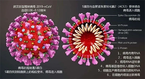 由这一病毒导致的疾病的正式名称为COVID-19