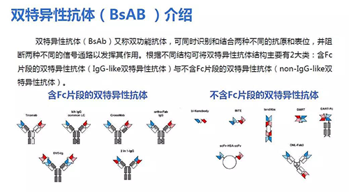 双特异性抗体（BsAB）介绍