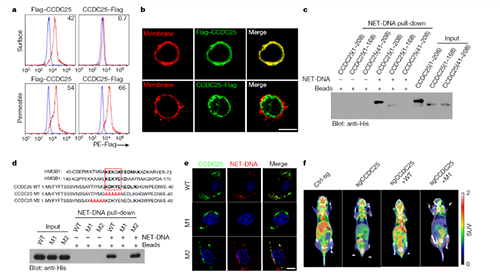 NET  DNA并非随机捕获癌细胞，而是与癌细胞的CCDC-25产生了特异性结合