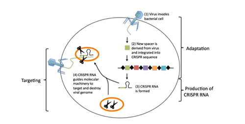 CRISPR介导的免疫反应
