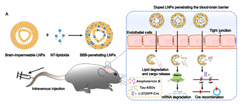 将神经递质与LNP掺杂，获得拥有穿透BBB能力的载体。
