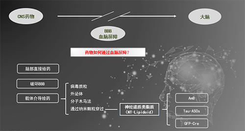 人工合成NT类脂质开放血脑屏障，为CNS药物打开新局面