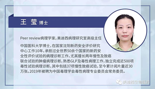 美迪西病理研究部高级主任王莹博士