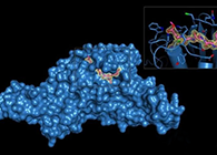 Science重磅！一种“分子剪刀”如何成为COVID-19药物的重要靶标？