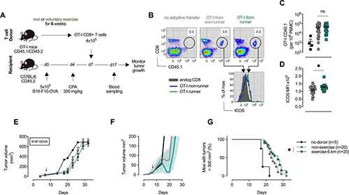 从受过训练的小鼠转移的CD8 + T细胞显示出增强的抗肿瘤能力