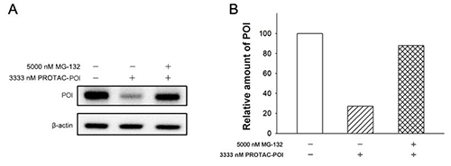 Proteasome system mediates PROTAC-POI-induced POI Degradation