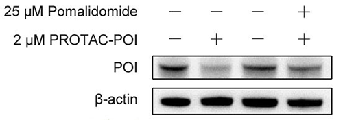 Fig. 2 Western Blot Images showing POI degradation by PROTAC-POI
