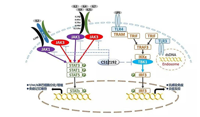 自身免疫疾病或迎新疗法！美迪西助力微芯生物CS12192获批FDA