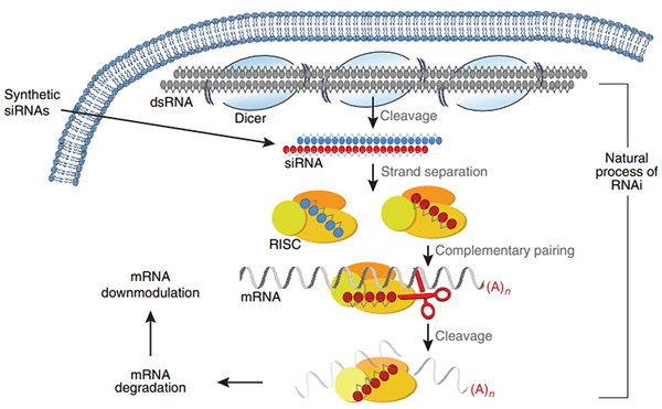 RNAi作用机制.jpg