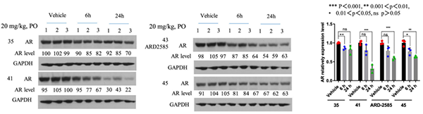 AR-降解剂对-VCaP-肿瘤中-AR-蛋白的药效学-(PD)作用.png