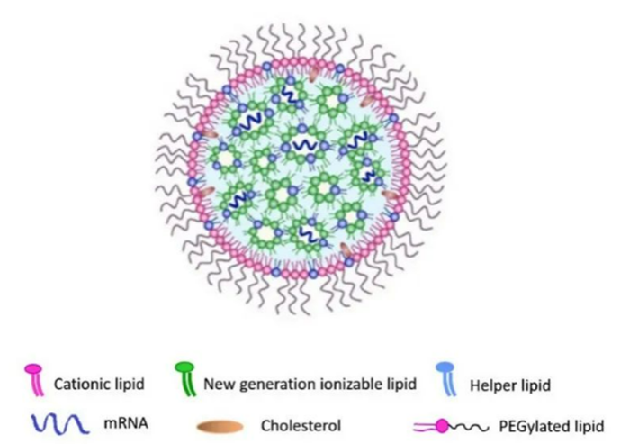 核酸脂质纳米颗粒的结构.png