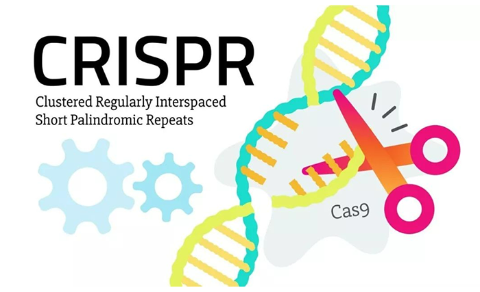 CRISPRCas9 系统高效可控的DNA剪切工具.png