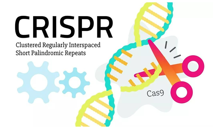 CRISPRCas9 系统高效可控的DNA剪切工具.png CRISPRCas9 系统高效可控的DNA剪切工具.png