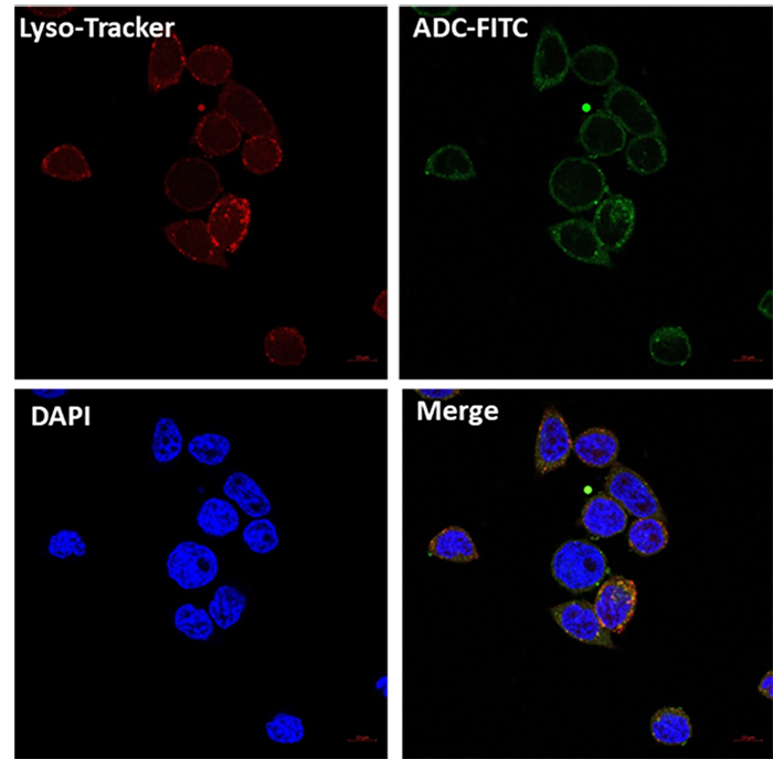 细胞免疫荧光Confocal检测ADC内在化.png