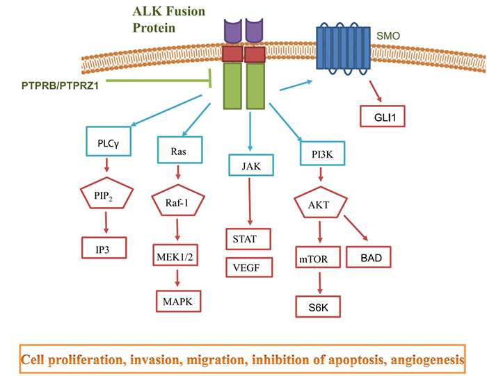 ALK信号通路.jpg ALK信号通路.jpg