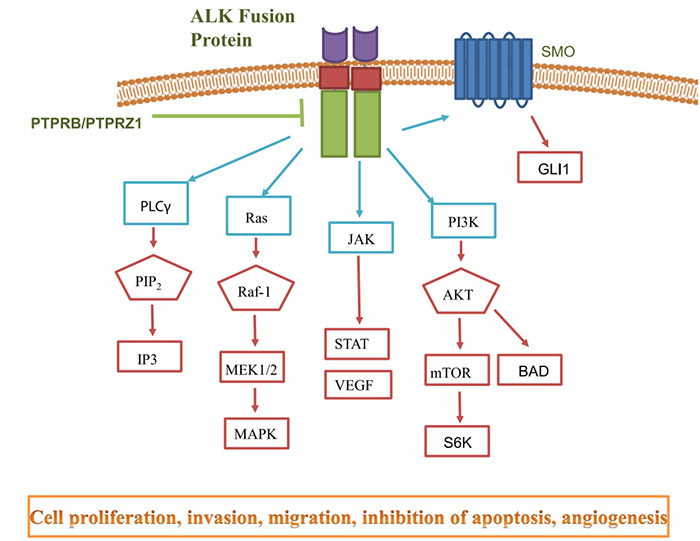 ALK信号通路.jpg