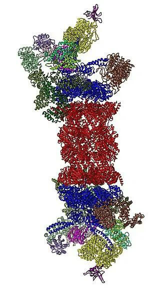26S蛋白酶体结构（来源：Wikipedia）.jpg