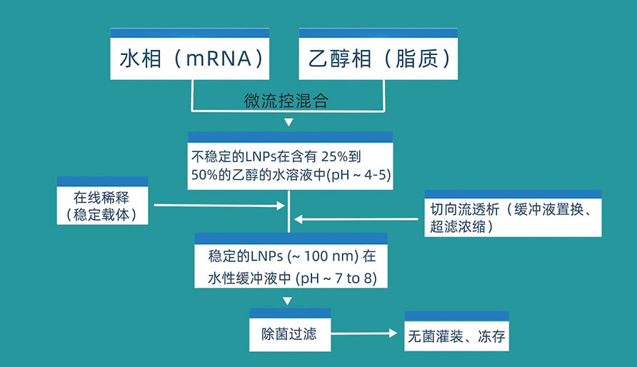 mRNA疫苗的工艺流程 
