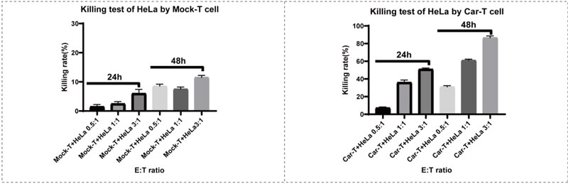 CAR-T细胞杀伤试验.jpg