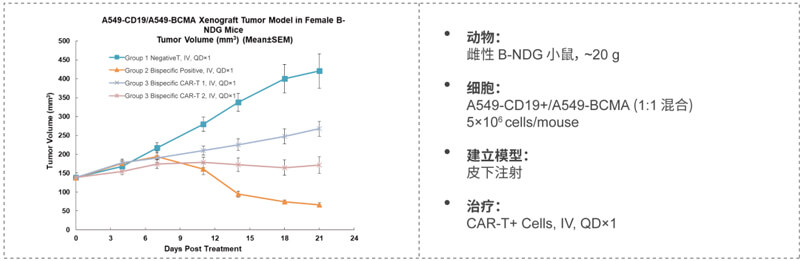双特异性CAR-T药效研究：CD19-BCMA.jpg