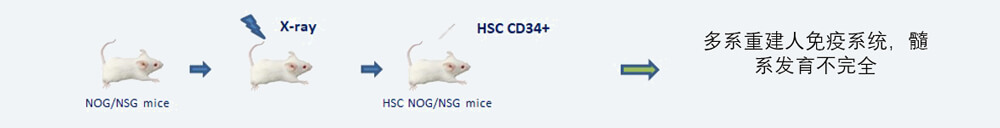CD34+-HSC-人源化肿瘤移植模型造模方法.jpg