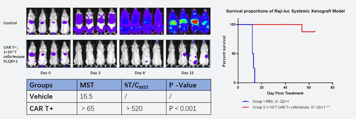 Raii-luc荧光素标记淋巴瘤细胞诱导的hPBMC免疫系统重建小鼠药效模型的药效研究.jpg