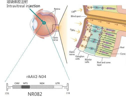 8-图片来自：纽福斯生物.jpg