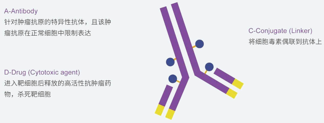 美迪西抗体药物偶联物（ADC）研发服务平台.jpg