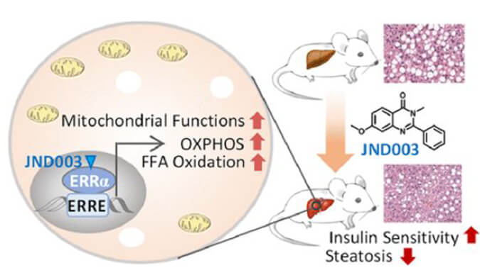 JND003是一种新型选择性ERRα激动剂，可缓解非酒精性脂肪肝和胰岛素抵抗，PK和组织分布测定通过美迪西进行