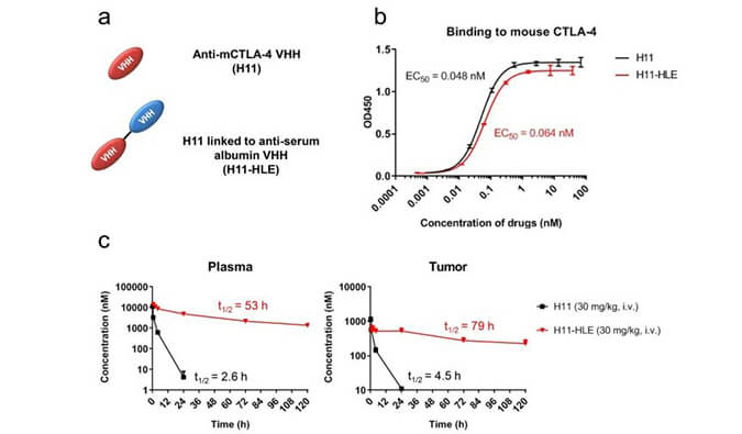 H11-HLE是一种工具分子，可用于研究Fc在介导免疫检查点治疗中的作用，具有抗肿瘤功效