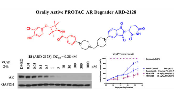 ARD-2128是一种PROTAC AR降解剂，具有出色的血浆和微粒体稳定性，体外稳定性和PK研究通过美迪西进行