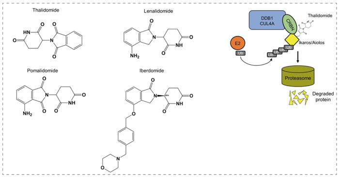 6-沙利度胺和类似物分子胶(IMiD).jpg