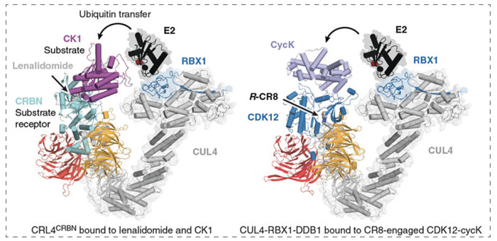 7-RBX1--CUL4-DDB1-(CRL4)-与R-CR8-CDK12-cycK复合物相结合.jpg