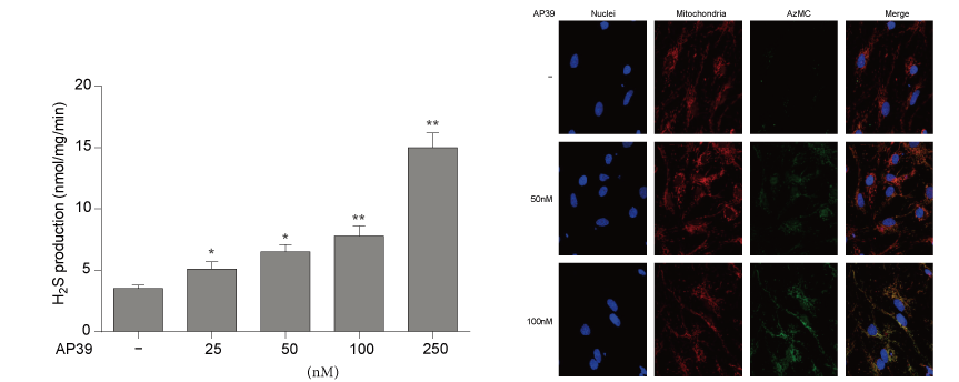 AP39是一种新合成的线粒体靶向的H2S供体，本研究中AP39通过美迪西设计和合成