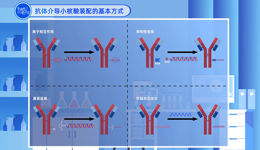 抗体介导小核酸装配的基本方式
